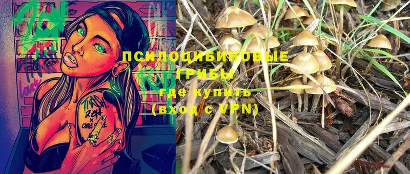 Псилоцибиновые грибы Psilocybe Кулебаки